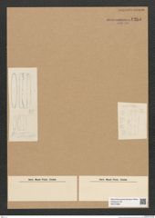Diatomeae indet. Zeichnungen Sammlung Grunow Nr. 6265 (NHMW-BOT-W0374868)